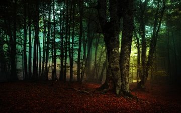 деревья, лес, туман, ветки, листва, осень