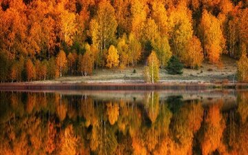 деревья, озеро, природа, берег, лес, отражение, пейзаж, осень