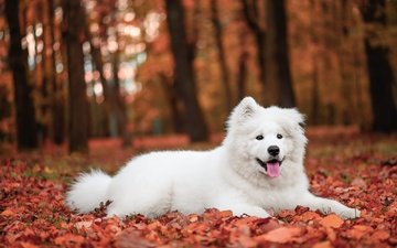 деревья, парк, листва, осень, собака, лежит, щенок, язык, самоед, осенние листья
