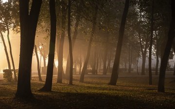 деревья, парк, туман