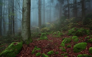 деревья, природа, камни, лес, туман