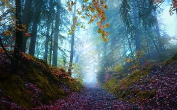 деревья, природа, лес, туман, осень, тропинка
