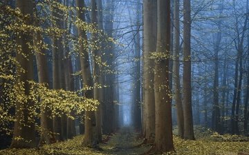 деревья, природа, лес, утро, туман, осень