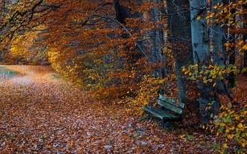 деревья, природа, листья, парк, дорожка, ветки, стволы, листва, осень, скамейка, лавочка, листопад, краски осени