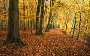 деревья, река, парк, осень, германия, опавшая листва