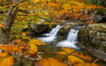 деревья, река, ветки, водопад, осень
