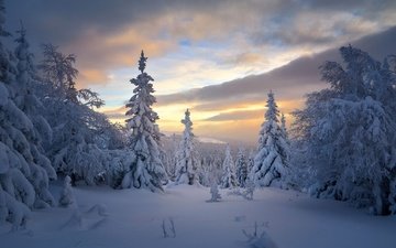 деревья, снег, лес, зима, россия, ели, тайга