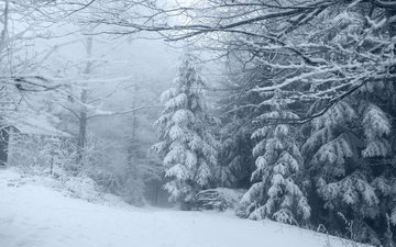 деревья, снег, природа, лес, зима, пейзаж, утро, туман, ветки, мороз, иней, ели, дымка, сугробы, в снегу, зимний