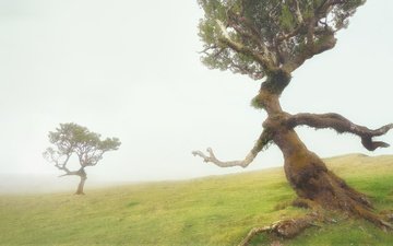 деревья, туман, фигуры
