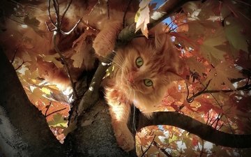 листья, кот, мордочка, ветки, взгляд, осень, пушистый, рыжий, зеленые глаза, на дереве