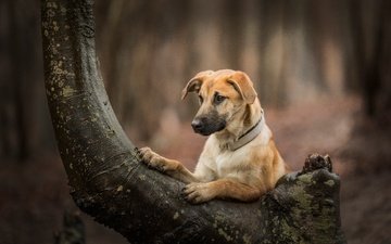 дерево, собака, боке