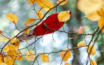 дерево, ветки, осень, птица, попугай, осенние листья