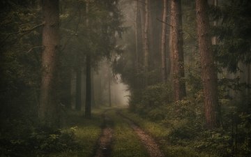 дорога, деревья, лес