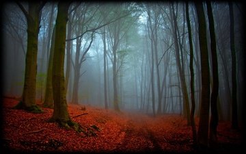 дорога, деревья, природа, лес, листья, туман, осень, пасмурно