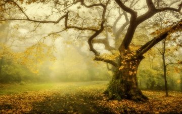 дорога, дерево, лес, туман, ветки, осень, клен, кленовые листья