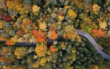 дорога, лес, осень