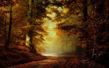дорога, лес, парк, туман, ветки, осень, листопад, аллея, краски осени, багрянец