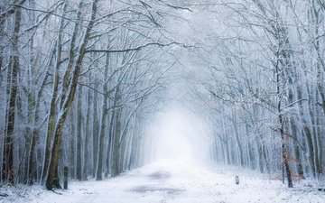 дорога, лес, зима, туман