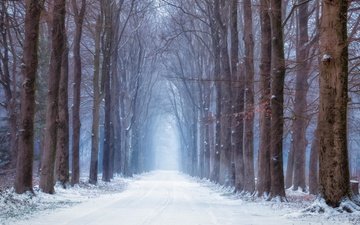 дорога, лес, зима