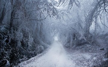 дорога, снег, природа, лес, зима, туман