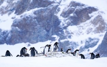 горы, снег, природа, зима, птицы, пингвин, сугробы, антарктида, пингвины, боке, снегопад, стая птиц