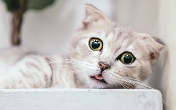 кошка, язык, удивление
