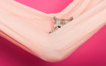 кошка, взгляд, котенок, ткань, мордашка, гамак, розовый фон, выглядывает