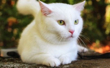кот, кошка, взгляд, белая, боке