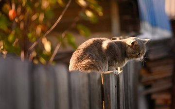 кот, кошка, забор, серый, сидит