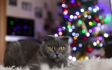 огни, новый год, елка, кот, кошка, лежит, гирлянды, британская короткошерстная