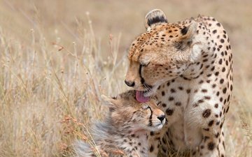 kätzchen, mama, pflege, sprache, gepard, jungtier, geparden