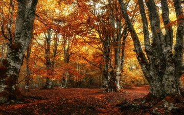 лес, парк, листва, осень, краски осени, осенние листья, золотая осень