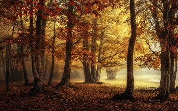 лес, парк, туман, листва, осень, краски осени, багрянец, золотая осень