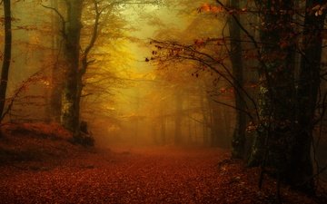 лес, парк, туман, осень, листопад, аллея, золотая осень