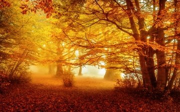 лес, парк, туман, осень, листопад, желтые листья, аллея, золотая осень