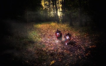 лес, собаки, хеллоуин
