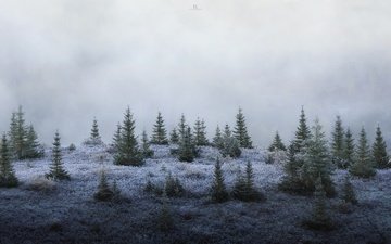 лес, туман, елки