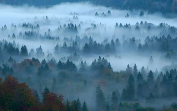 лес, туман, осень, германия, бавария