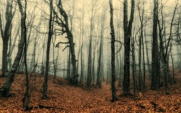 лес, туман, стволы, осень, листопад