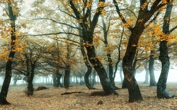 лес, туман, ветки, листва, осень, роща, дубы