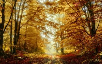 лес, туман, ветки, листва, осень, тропинка, листопад, золотая осень