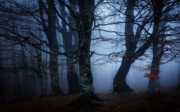 лес, туман, ветки, осень, сумерки, полумрак