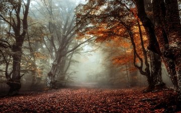 лес, туман, ветки, стволы, листва, осень, аллея