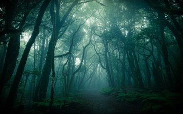 лес, туман, ветки, стволы, сумерки