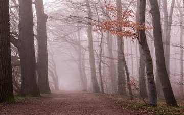 лес, утро, туман, ветки, листва, осень
