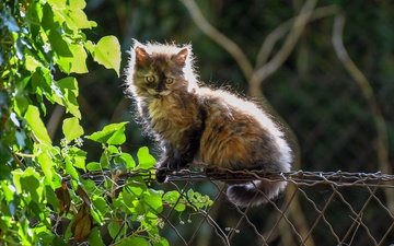 листья, кошка, забор, котенок, пушистый, котейка