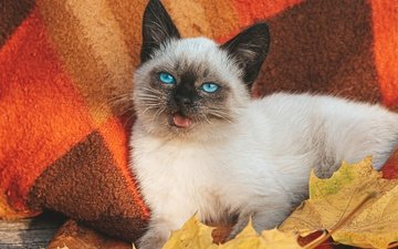 листья, кот, мордочка, осень, котенок, белый, голубые глаза, плед, сиамская кошка