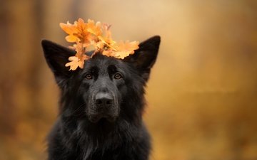 листья, осень, собака
