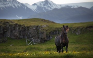 лошадь, горы, конь, исландия