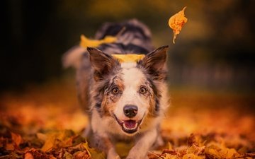 морда, листья, настроение, взгляд, осень, собака, радость, боке